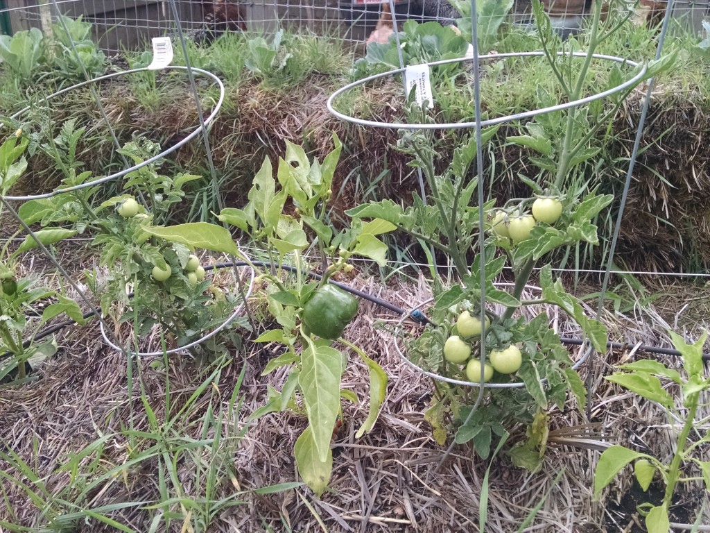 Straw Bale Garden UPDATE | Renniegades