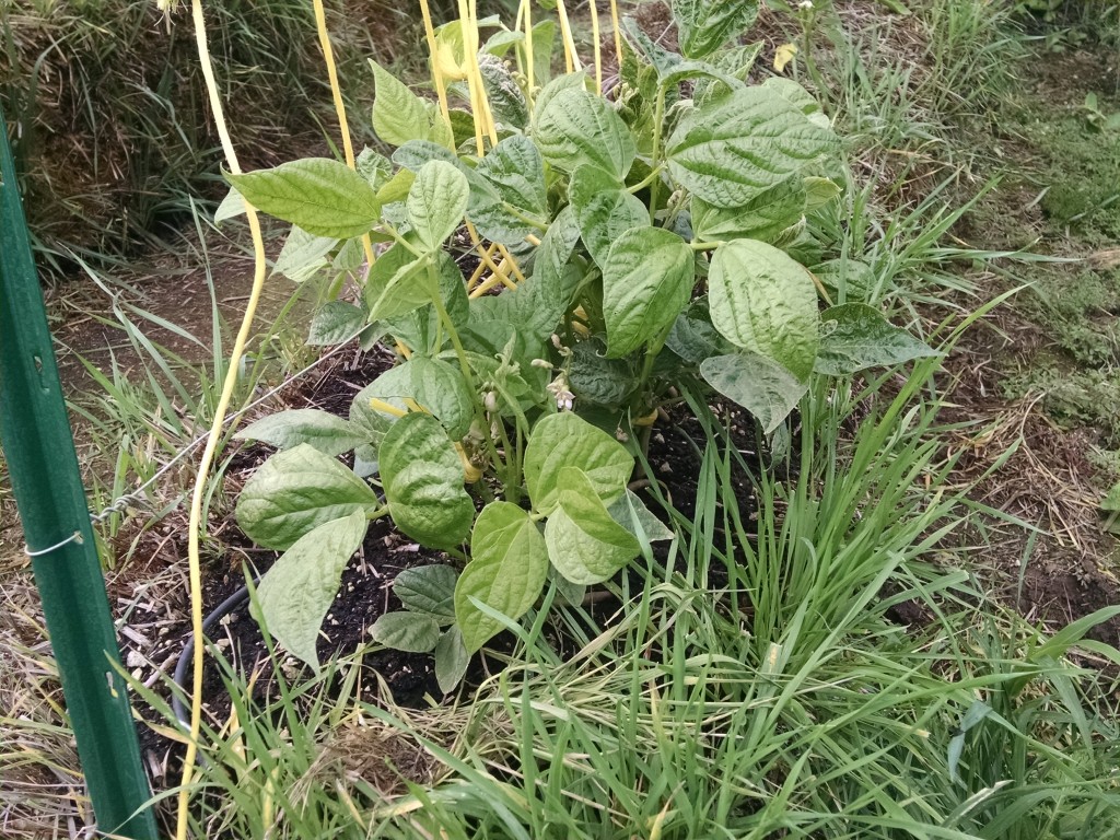Straw Bale Garden UPDATE | Renniegades